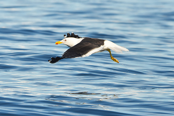 Kelp Gull, South Georgia