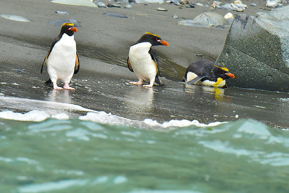 Macaroni Penguin group, South Georgia