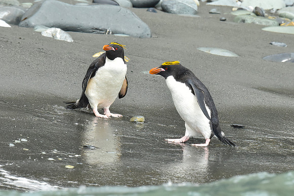 Macaroni Penguin Pair, South Georgia