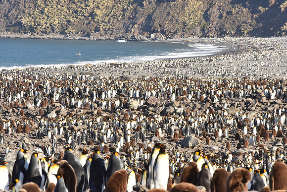 King Penguin Colony, South Georgia