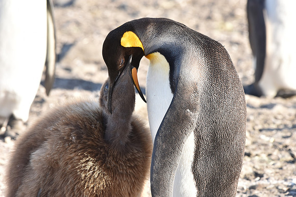 King Penguin feeding young, South Georgia