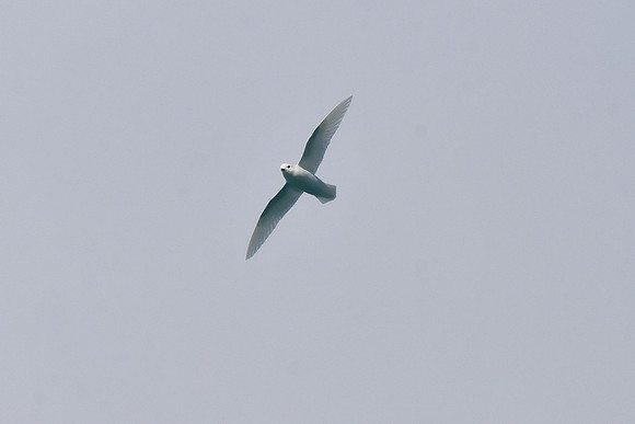 Petrel, Snow, South Georgia