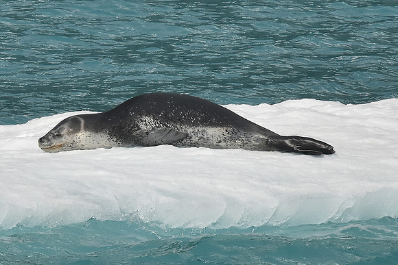 Leopard Seal, South Georgia