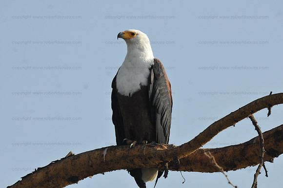 African Fish Eagle, Lake Naivasha, Kenya