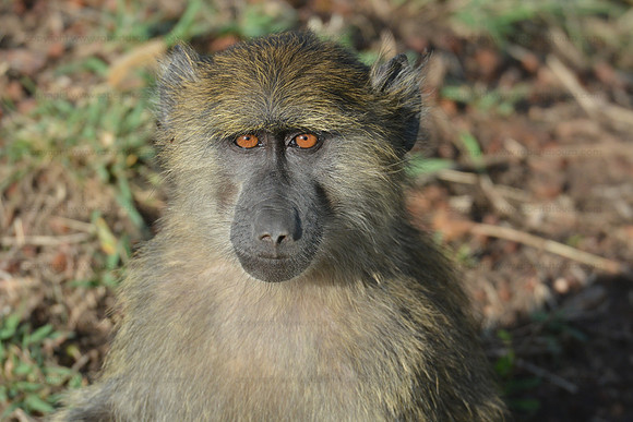 Baboon portrait, Masai Mara NR, Kenya