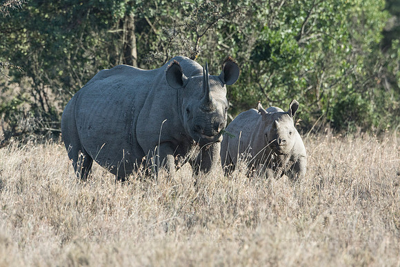 Black Rhino and calf Sweetwaters GR