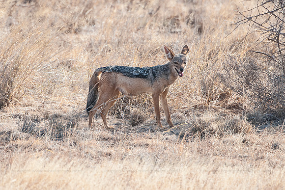 Black-backed Jackall, Samburu NR