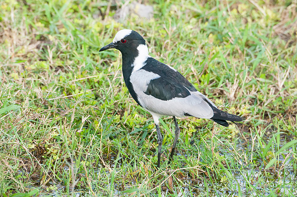 Blacksmith Plover Amboseli NP