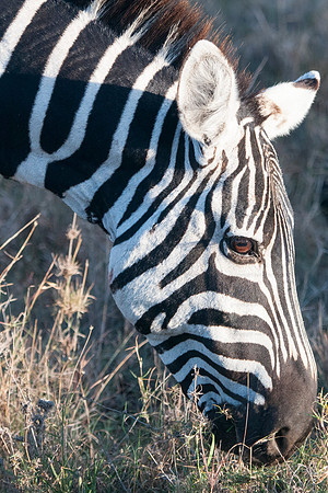 Burchell's Zebra portrait Samburu NR