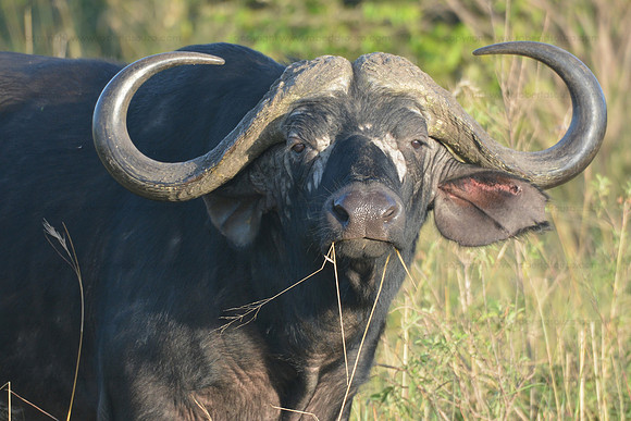 Cape buffalo, Masai Mara NR