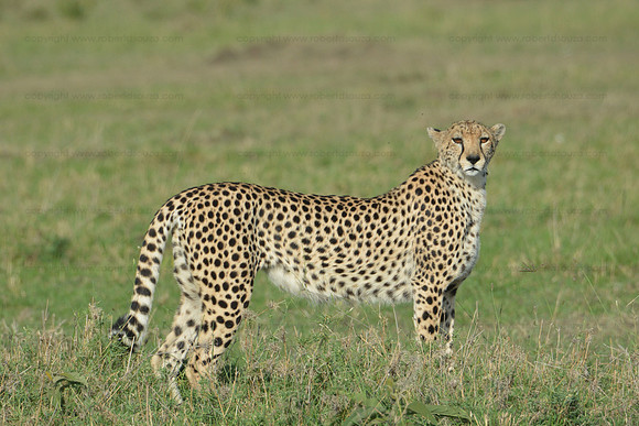 Cheetah, Masai Mara NR