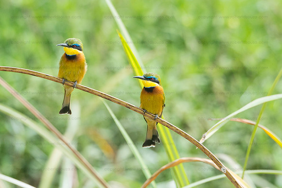 Cinnamon-chested Bee-eaters, Amboseli NP
