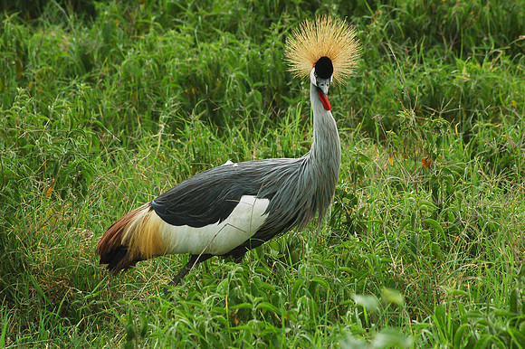 Crowned crane - Nakuru NP