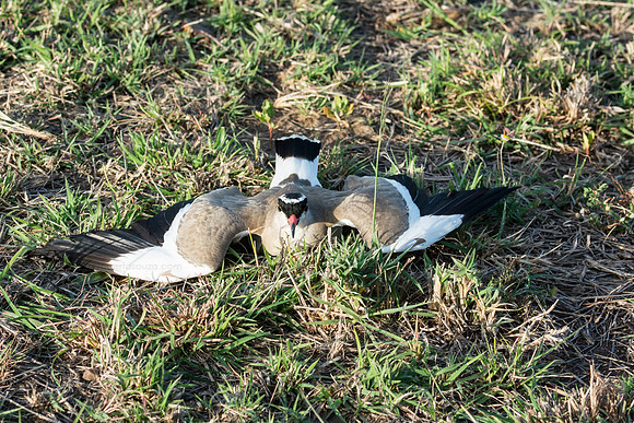 Crowned Plover on nest, Masai Mara NR