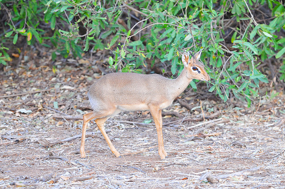 Dik-dik - Amboseli NP