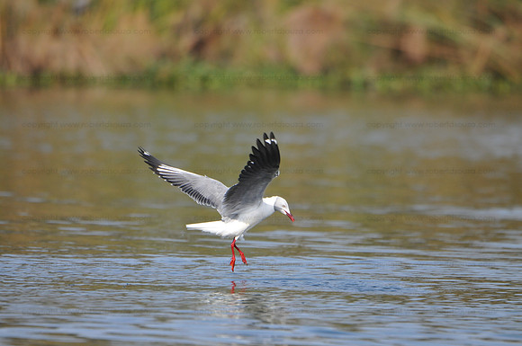 Gray-headed Gull, Lake Naivasha