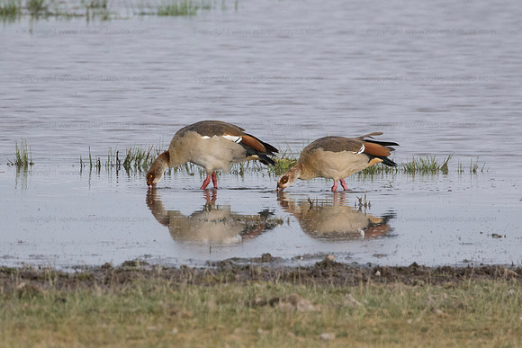 Egyptian Geese, Amboseli NP