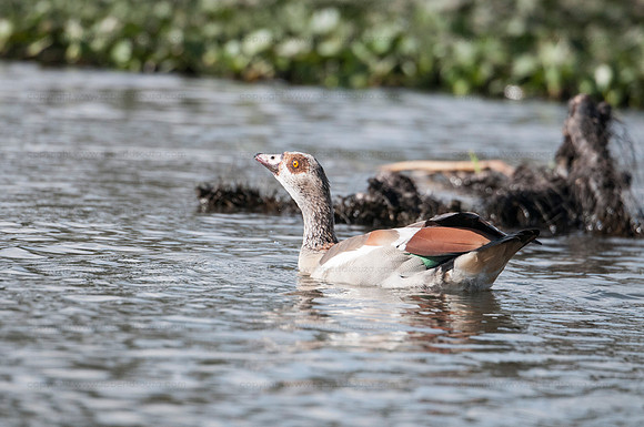 Egyptian Goose, Lake Naivasha