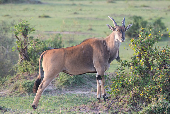 Eland, Masai Mara NR
