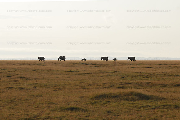 Elephant horizon, Amboseli NP