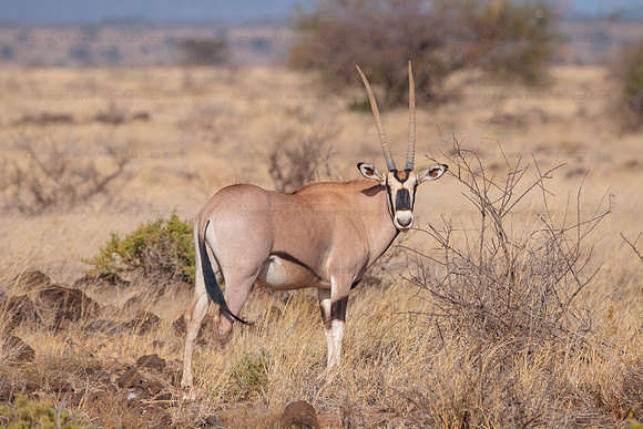 Oryx, Samburu NR