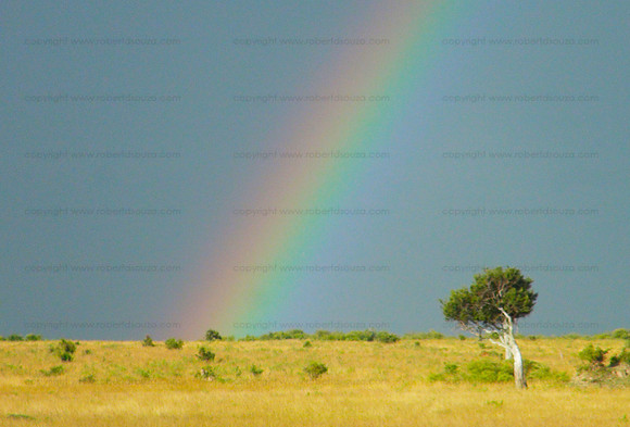 Rainbow - Samburu NR