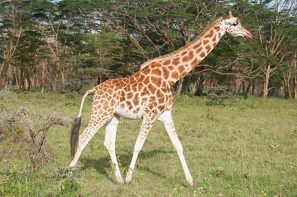 Rothschild's Giraffe, Lake Nakuru NP