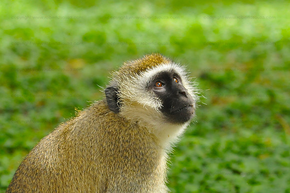 Vervet monkey - Amboseli NP