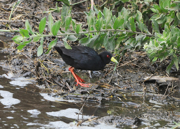 Black Crake, Lake Manyara