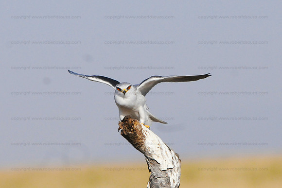 Black-shouldered kite, Serengeti NP