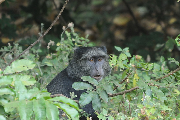 Blue Monkey, Tarangere NP