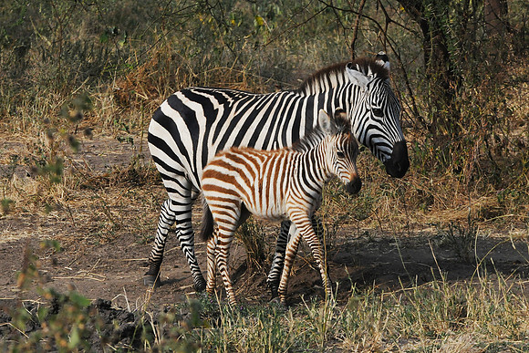 Burchell's zebra and foal - Serengeti NP