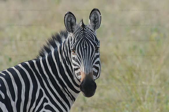 Burchell's Zebra, Serengeti NP