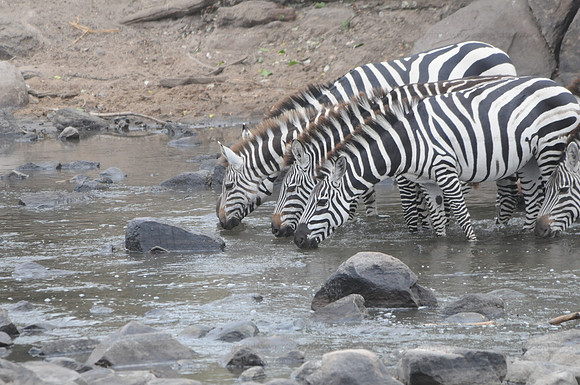 Burchell's Zebras, Serengeti NP