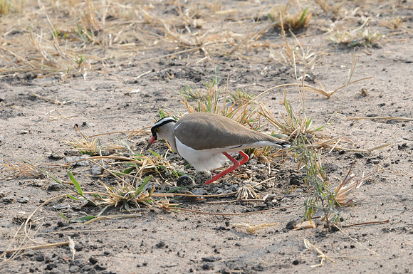 Crowned Plover at nest, Serengeti NP