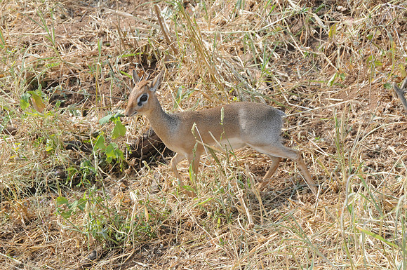 Dik-dik, Serengeti NP
