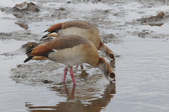 Egyptian Geese, Serengeti NP