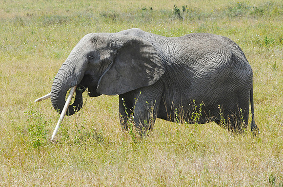 Elephant - Tarangire NP