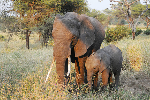 Elephant and calf - Tarangire NP