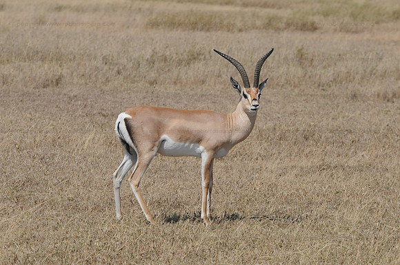 Grant's Gazelle, Serengeti NP