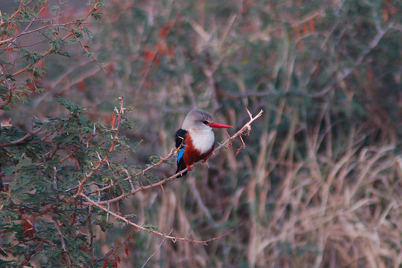Gray-headed Kingfisher, Serengeti NP