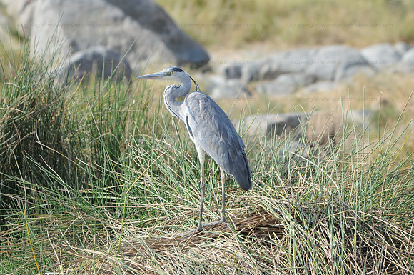 Grey Heron, Lake Manyara
