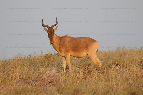 Hartebeest, Serengeti NP
