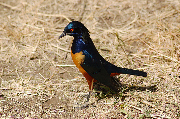 Hildebrandt's Starling, Serengeti NP