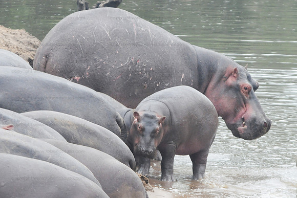 Hippo and young, Serengeti NP