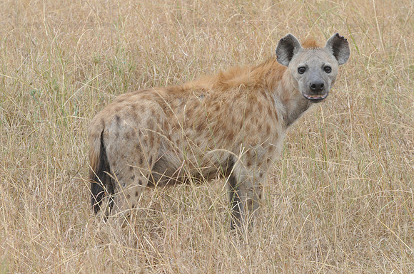 Hyena, Serengeti NP