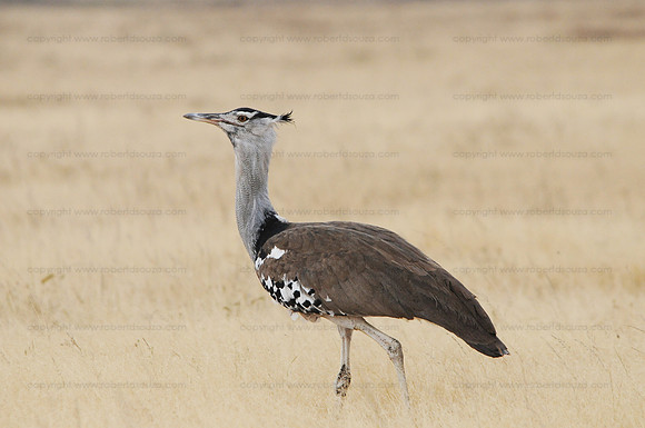 Kori Bustard, Serengeti NP