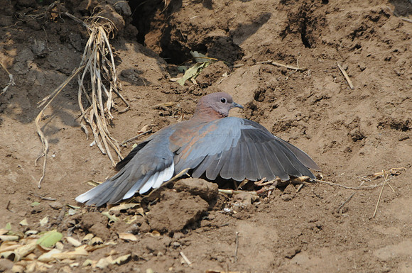 Laughing Dove, Ngorongoro Crater