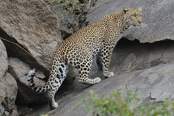 Leopard, Serengeti NP