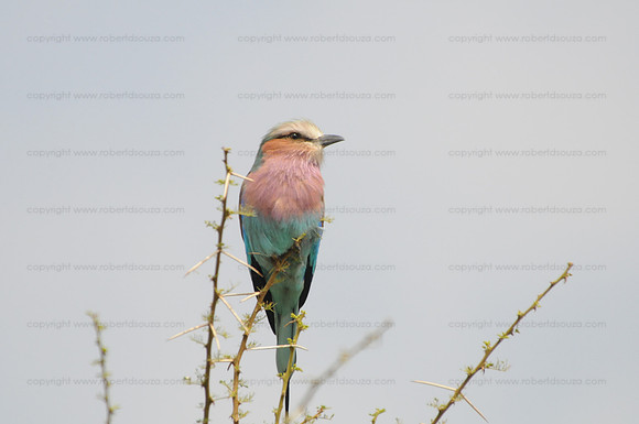 Lilac-breasted Roller, Serengeti NP
